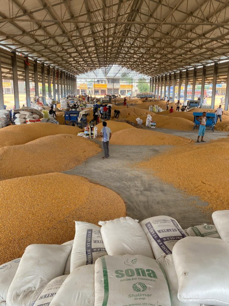 Large warehouse filled with corn grain, workers sorting and packaging.